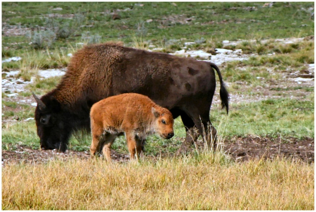 04 - Yellowstone NP (37).jpg